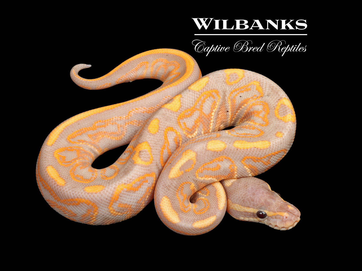 Banana Black Pastel Ball Python ♂ '25