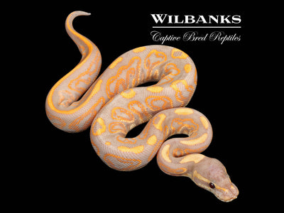 Banana Black Pastel Ball Python ♂ '25