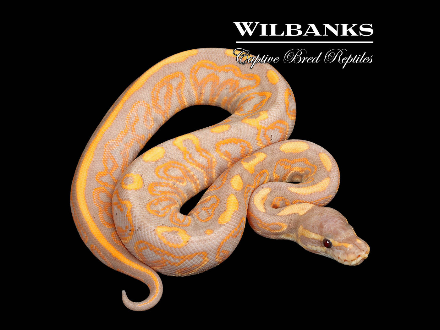 Banana Black Pastel Ball Python ♂ '25
