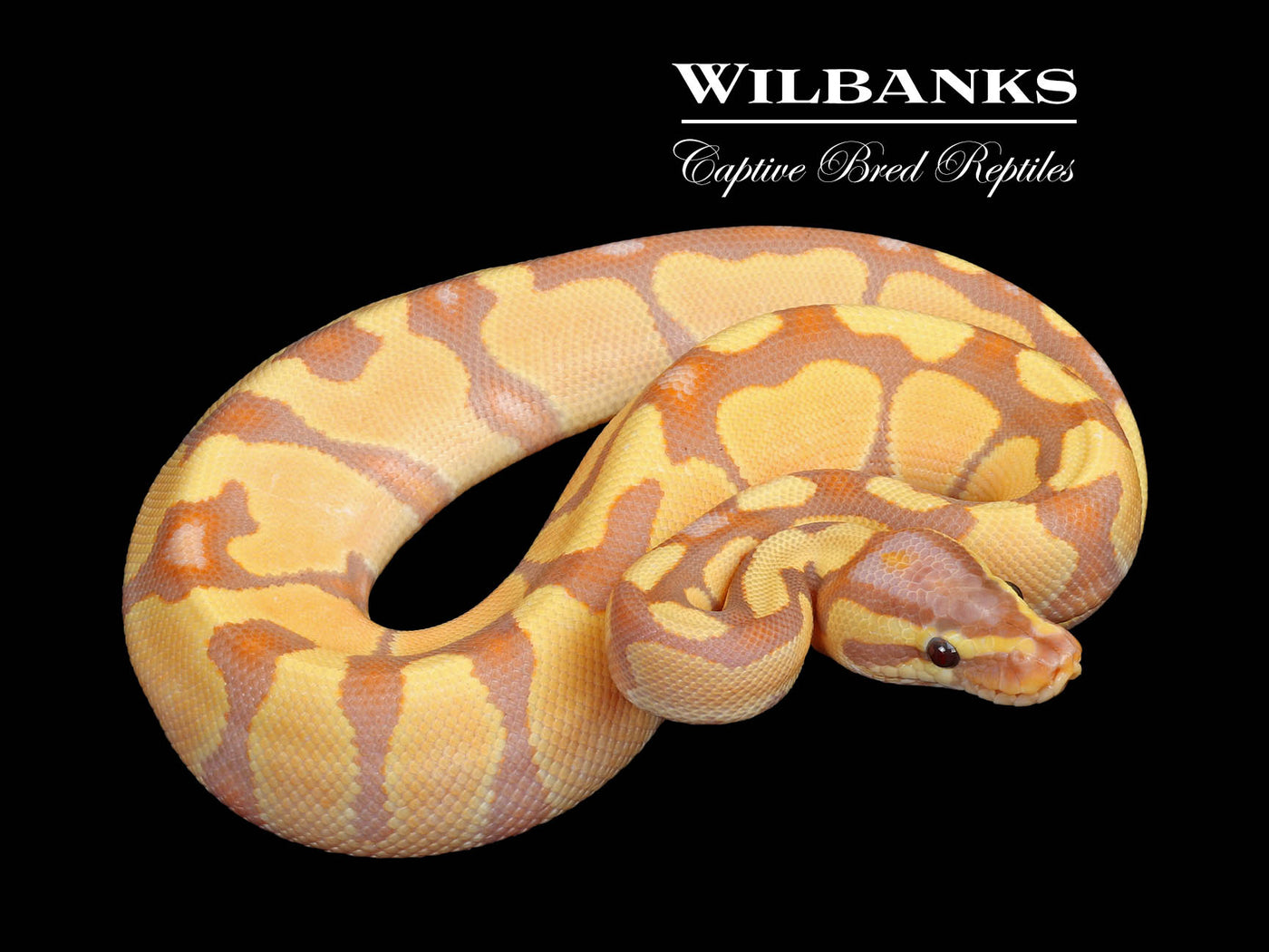 Banana Enchi Ball Python ♂ '25