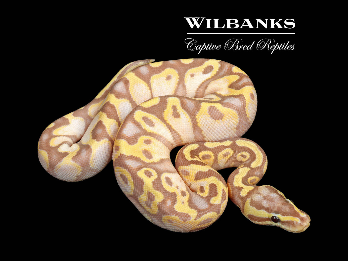 Banana Enchi Pastel Yellow Belly Ball Python ♂ '25