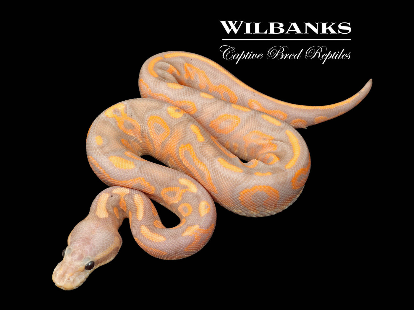 Banana Cinnamon Yellow Belly Ball Python ♂ '25