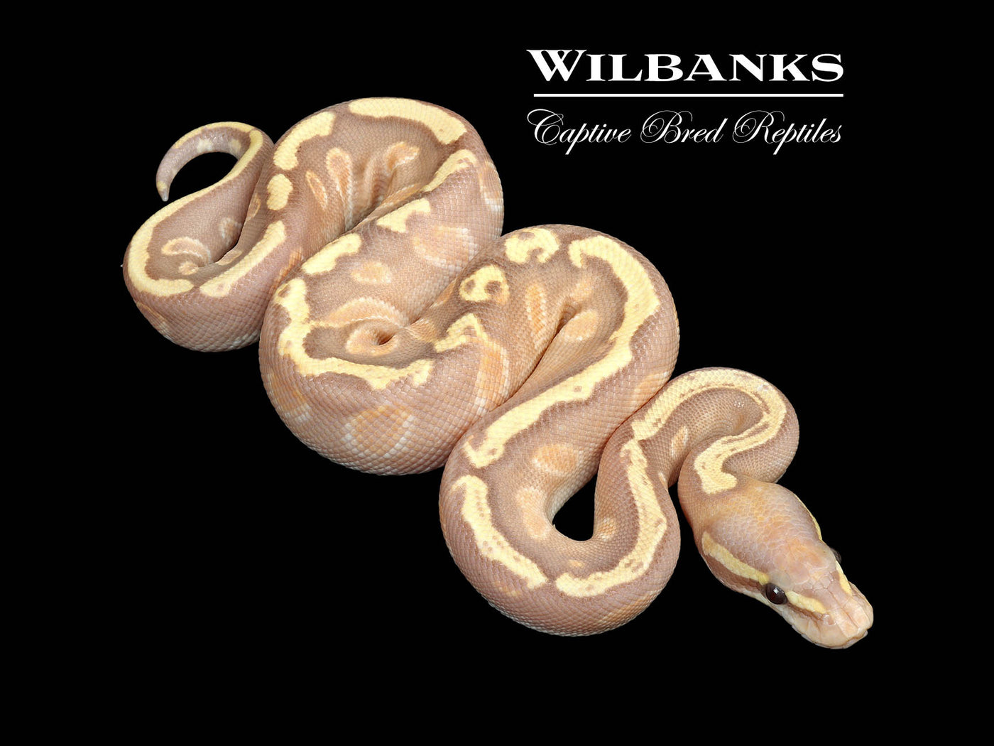 GHI Mojave Banana Ball Python ♂ '25