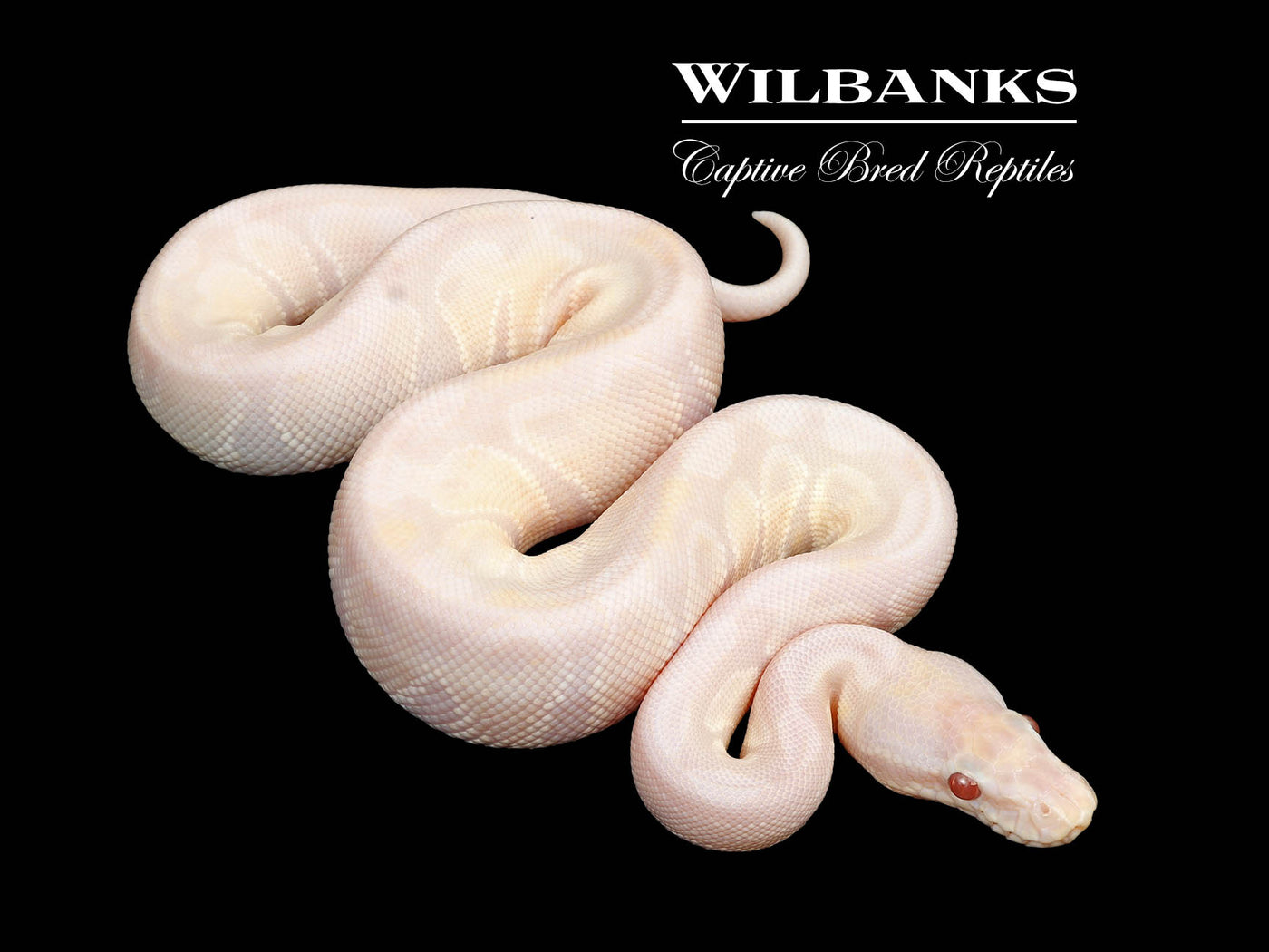 Lavender Snow Ball Python ♂ '25