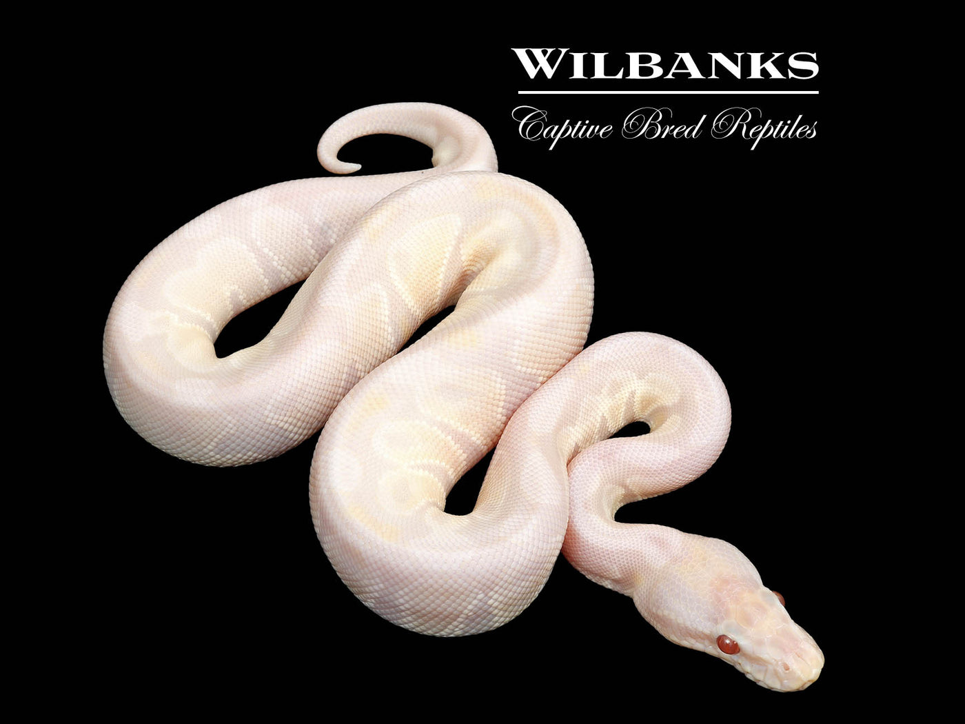Lavender Snow Ball Python ♂ '25