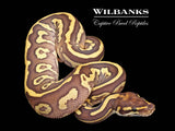 Leopard Butter Yellow Belly Ball Python ♂ '26