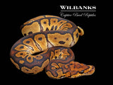Clown Ball Python ♂ '26