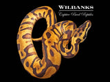 Pastel Enchi Leopard Ball Python ♂ '26