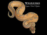 Freeway Ball Python ♀ '26