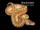 Lemon Blast Ball Python ♂ '26