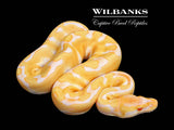 Albino Enchi Ball Python ♀ '26