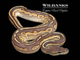 Blackhead Mojave Cinnamon 100% Het. Lavender Albino Ball Python ♂ '26