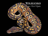 Orange Dream Blackhead Mojave Yellow Belly 100% Het. Orange Crush Ball Python ♀ '26