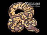 FireFly Ball Python ♀ '26
