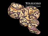 FireFly Ball Python ♂ '26