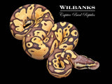 FireFly Ball Python ♂ '26