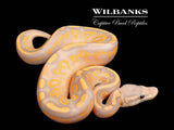 Banana Cinnamon Spark Ball Python ♀ '26