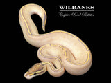 Sugar Butter Freeway Ball Python ♂ '26