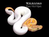 Banana Pied Ball Python ♂ '26