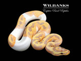 Banana Pied Ball Python ♂ '26