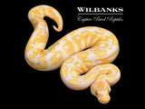 Candy Ball Python ♂ '26