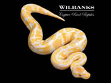 Candy Ball Python ♂ '26