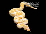 Candy Ball Python ♀ '26