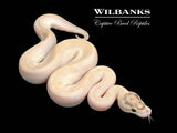 Ivory Ball Python ♂ '26