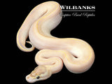 Ivory Ball Python ♀ '26