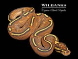 Fire Highway Ball Python ♀ '26