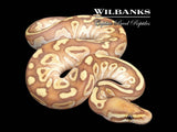 Banana Butter Ball Python ♂ '26