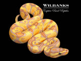 Banana Enchi 100% Het. Clown Ball Python ♂ '26