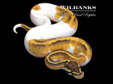 Phantom Pied Ball Python ♀ '26
