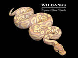 Banana Mojave Ball Python ♂ '26
