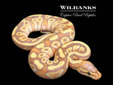 Banana Mojave Ball Python ♂ '26