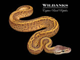 Lemon Blast Leopard Ball Python ♂ '26