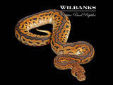 Black Pastel Clown Ball Python ♀ '26