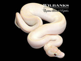 Banana Orange Dream Ivory Ball Python ♀ '26
