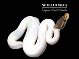 Cinnamon Pied Ball Python ♀ '26