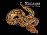 Black Pastel Red Stripe Spotnose Clown Ball Python ♂ '26