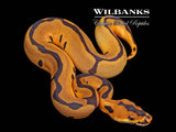 Leopard Enchi Clown Ball Python ♂ '26
