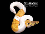 Lemon Blast Pied Ball Python ♂ '26