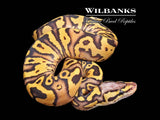 FireFly Yellow Belly 100% Het. Clown Ball Python ♀ '26