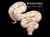 Banana Black Axanthic/TSK Ball Python ♀ '26