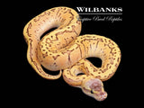 DragonFly Ball Python ♂ '26