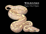 GHI Mojave Banana Ball Python ♂ '26