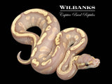 GHI Mojave Banana Ball Python ♂ '26