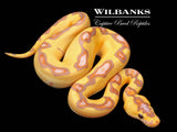 Banana Enchi Clown Ball Python ♀ '26