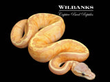 Banana Pastel Sunset Ball Python ♀ '26