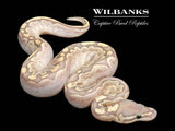 Bamboo Enchi Ghost Ball Python ♀ '26